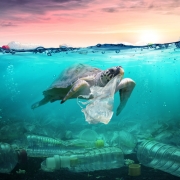 Plastic Pollution - Turtle Town Scuba Bundaberg