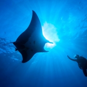 Scuba Diving Bundaberg Dive Shop Bargara